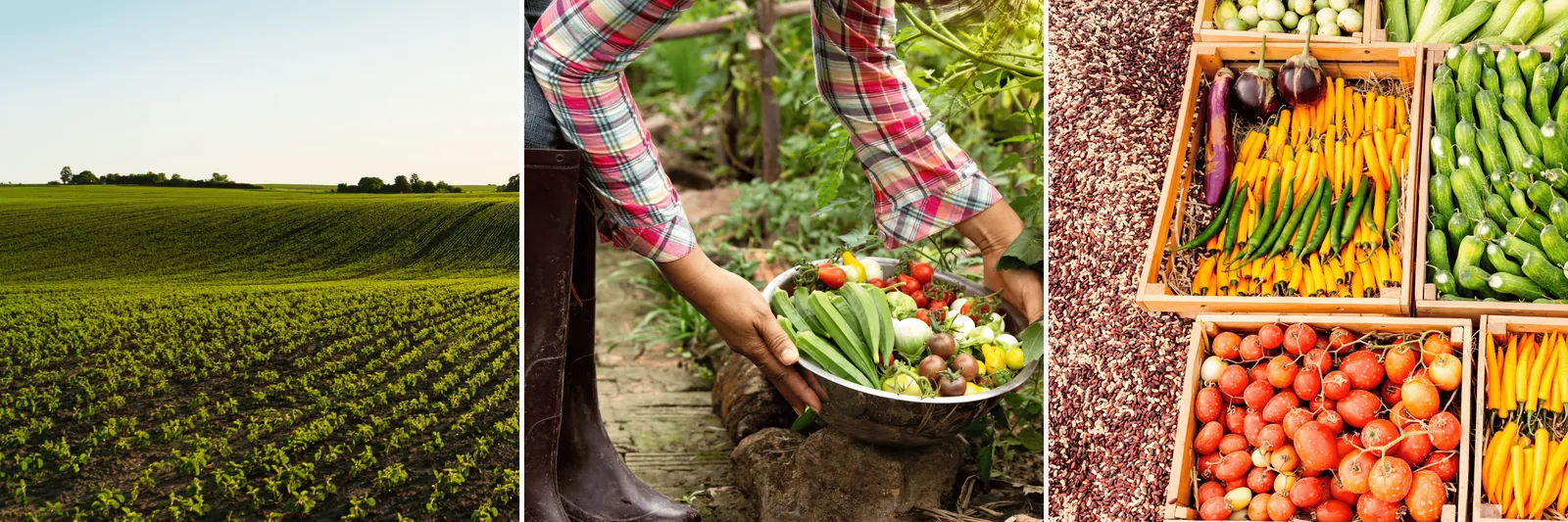 Campo de cultivo, recolección de verduras y cajas de producto fresco