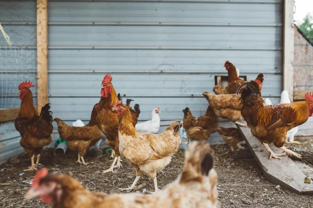 Gallinas de corral en un gallinero